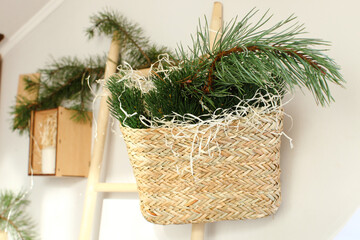basket with green Christmas tree branches