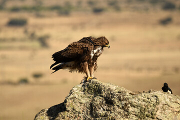 un aguila real en otoño en la montaña