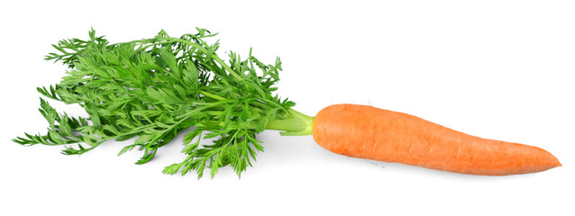 Fresh carrots isolated on white background