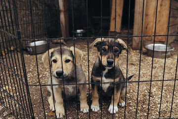 young puppies at the dog shelter