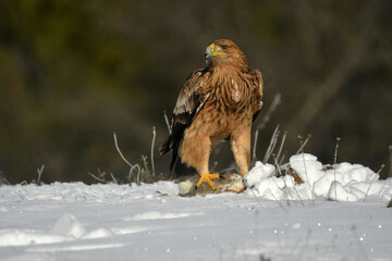 aguila imperial en la nieve en invierno