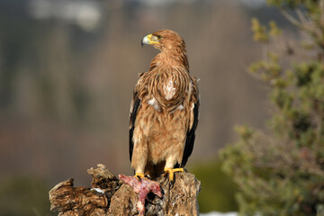 aguila imperial en la nieve en invierno