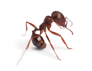 Ant