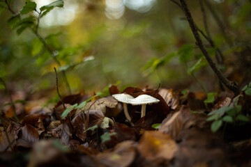 Wild autumn mushrooms growing in the forest in Europe in October. Close up shot, no people.