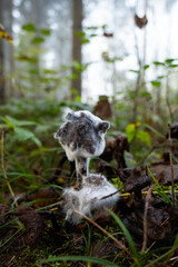 Wild autumn mushrooms growing in the forest in Europe in October. Close up shot, no people.