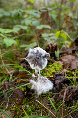 Wild autumn mushrooms growing in the forest in Europe in October. Close up shot, no people.