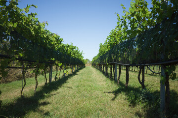 grape plantation in winery 