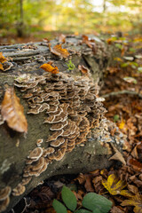 Wild autumn mushrooms growing in the forest in Europe in October. Close up shot, no people.