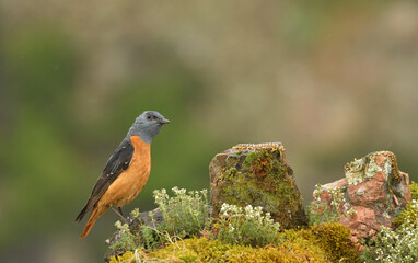 roquero rojo en la montaña en primavera