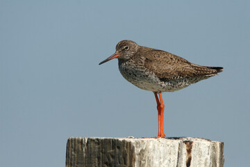 Portrait of a Common Redshank perched on a pole against a blue sky

