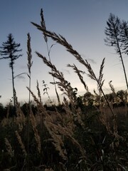 Wald- und Wiesenlandschaft in der Abenddämmerung