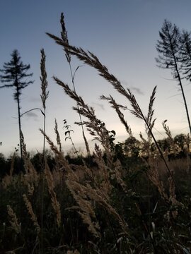 Wald- und Wiesenlandschaft in der Abendd&auml;mmerung