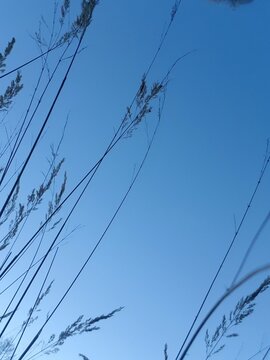 Gr&auml;ser gegen den Abendhimmel