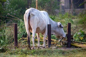 Indian cow grazing in the field, cow eating grass in a paddy field. Indian animal image, 