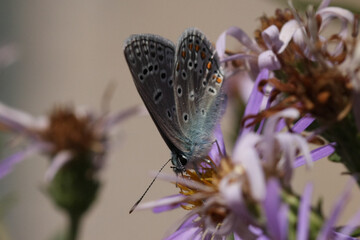 Argus bleu --- Azuré commun (Polyommatus icarus)