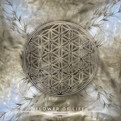 Flower Of Life on beautiful autumn grass background
