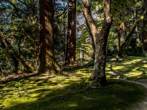 苔の小径と木漏れ日 © 裕介 沼田