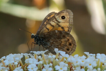Mégère (♀) --- Satyre (♂)  (Lasiommata megera)