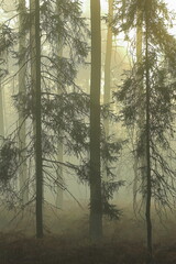 The forest in the November fog highlighted by the rising sun