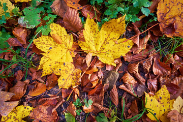 Bright yellow maple leaves on brown beech leaves lie on the ground. Autumn natural texture