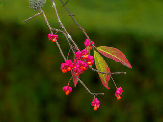 Red flowers