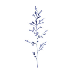 Watercolor illustration of navy blue spikelet