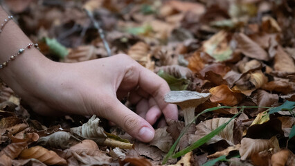 Mushroom in the forest in autumn. Hand picking mushrooms among leaves in autumn.