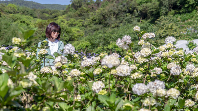 Rear View Of Woman Standing Amidst Hydrangea Flower Garden