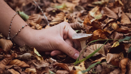 Mushroom in the forest in autumn. Hand picking mushrooms among leaves in autumn.