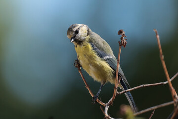 Mésange bleue (Cyanistes caeruleus)