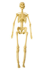 Plastic human skeleton childrens toy