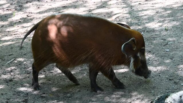 zoological park in France: a facochere walks on sand and looking at the ground, brown fur