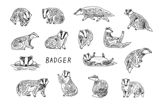 Badger forest animal vector line illustartions set.