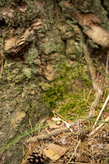 High angle view of centipede crawling on tree trunk at forest