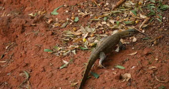A Nile monitor on a red ground terrain walking away from the camera
