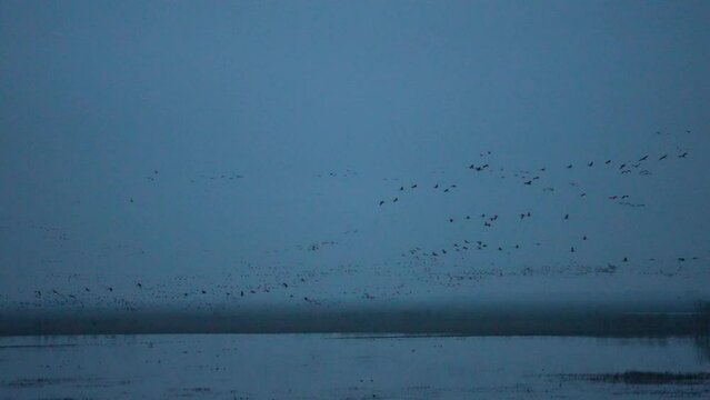 Crane swarm flying over a lake.