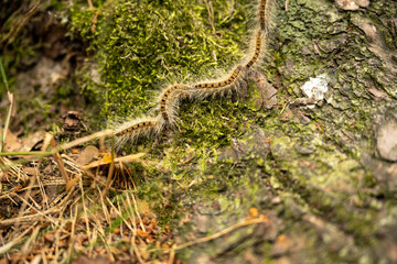 High angle view of centipede crawling on tree trunk at forest