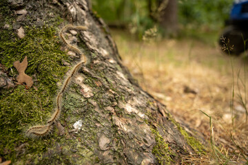 Fototapeta premium High angle view of centipede crawling on tree trunk at forest