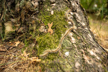 High angle view of centipede crawling on tree trunk at forest