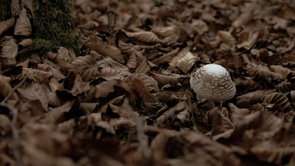 Mushroom in the forest in autumn. Hand picking mushrooms among leaves in autumn.