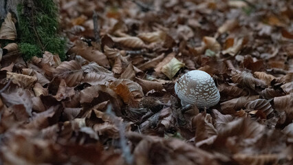 Mushroom in the forest in autumn. Hand picking mushrooms among leaves in autumn.