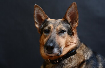 An old German Shepherd dog sits on a black background