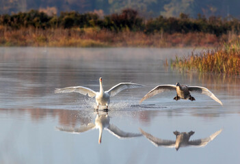 Cygnet makes awkward landing with adult Swan on calm quiet water with reflection on an early fall morning