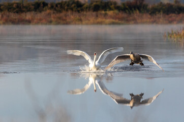 Cygnet makes awkward landing with adult Swan on calm quiet water with reflection on an early fall morning