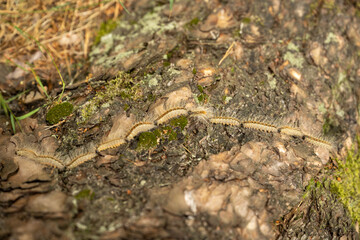 High angle view of centipede crawling on tree trunk at forest