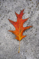 Autumn leaf of red oak on a concrete background. beautiful autumn leaf.
