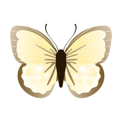 white cabbage butterfly. Vector illustration of insect with pattern on wings. Cartoon silhouette with flying butterfly isolated on white