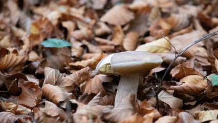 Mushroom in the forest in autumn. Hand picking mushrooms among leaves in autumn.