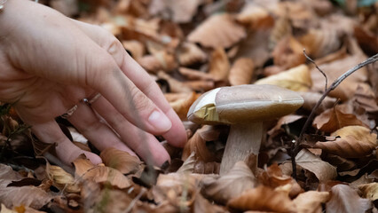 Mushroom in the forest in autumn. Hand picking mushrooms among leaves in autumn.