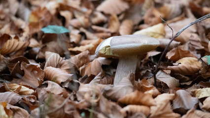 Mushroom in the forest in autumn. Hand picking mushrooms among leaves in autumn.